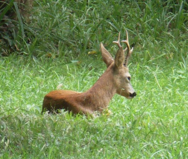 Faune,Flore,et Divers.