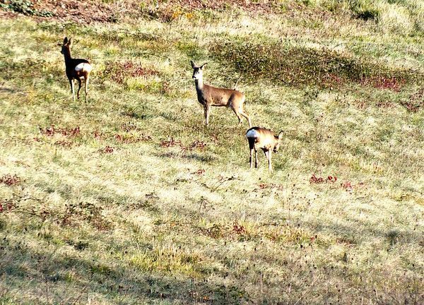 Faune,Flore,et Divers.