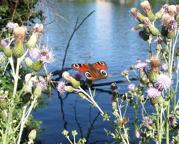 Faune,Flore,et Divers.