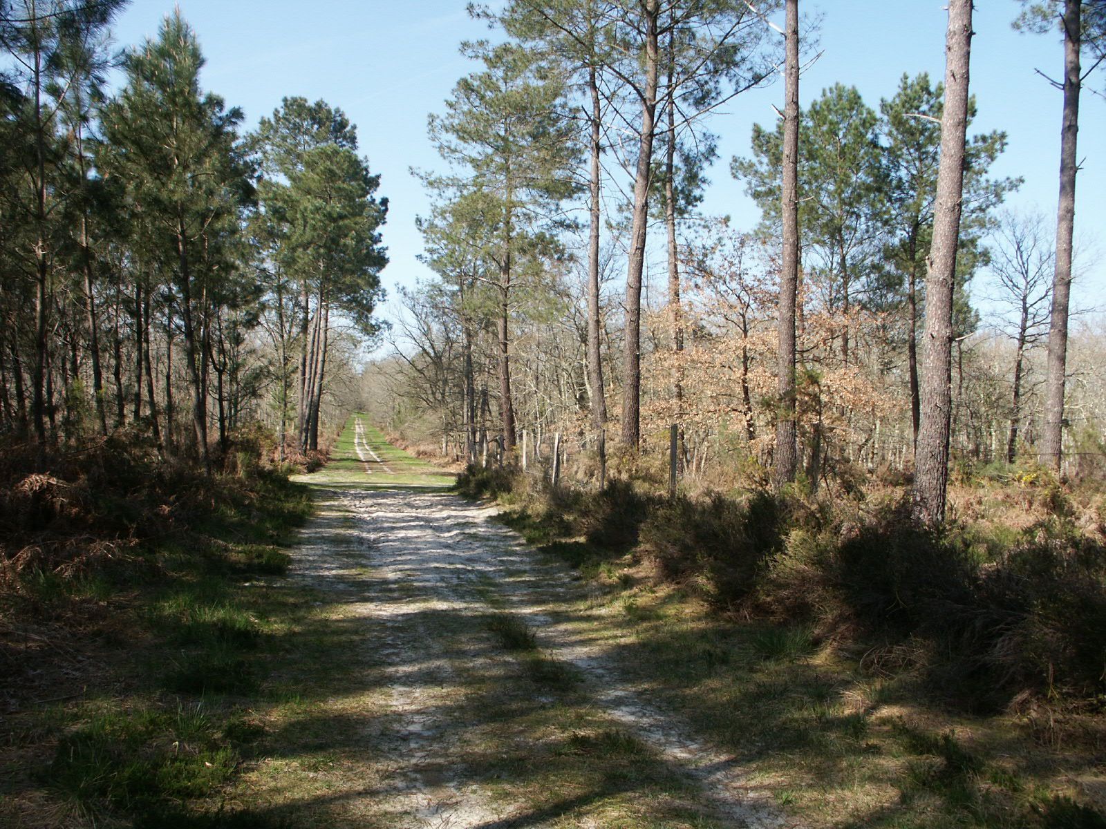 Promenade dans les bois.