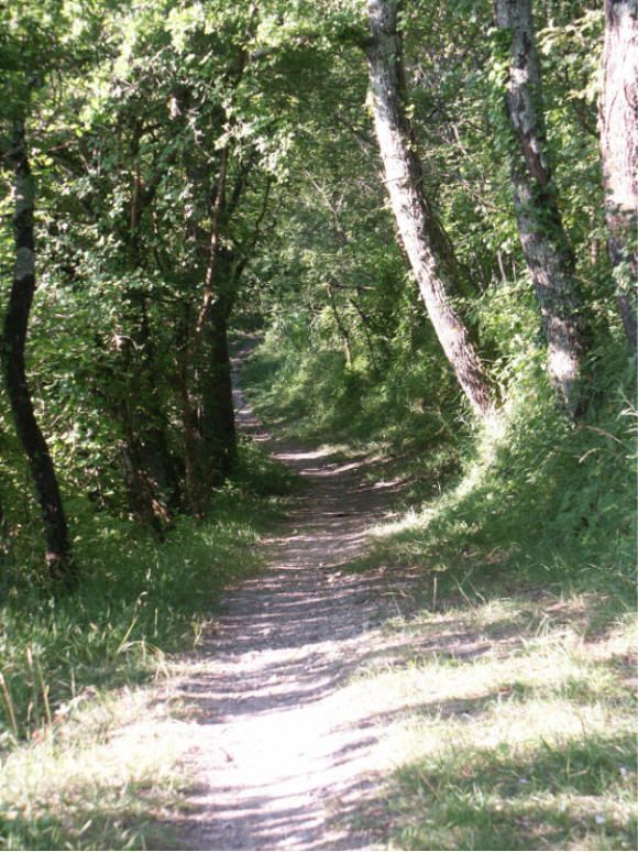 Promenade Dans Les Bois.