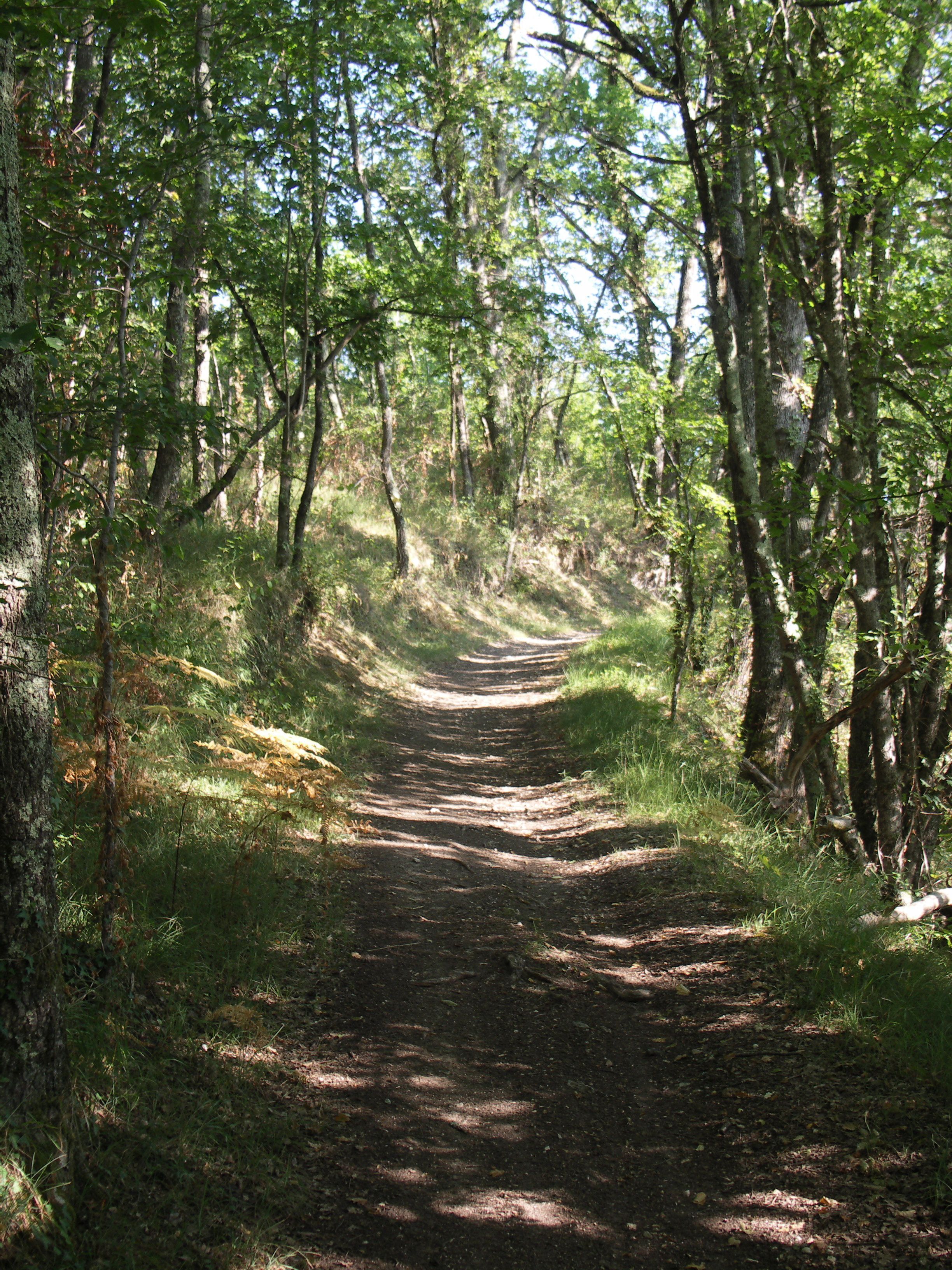 Promenade Dans Les Bois.