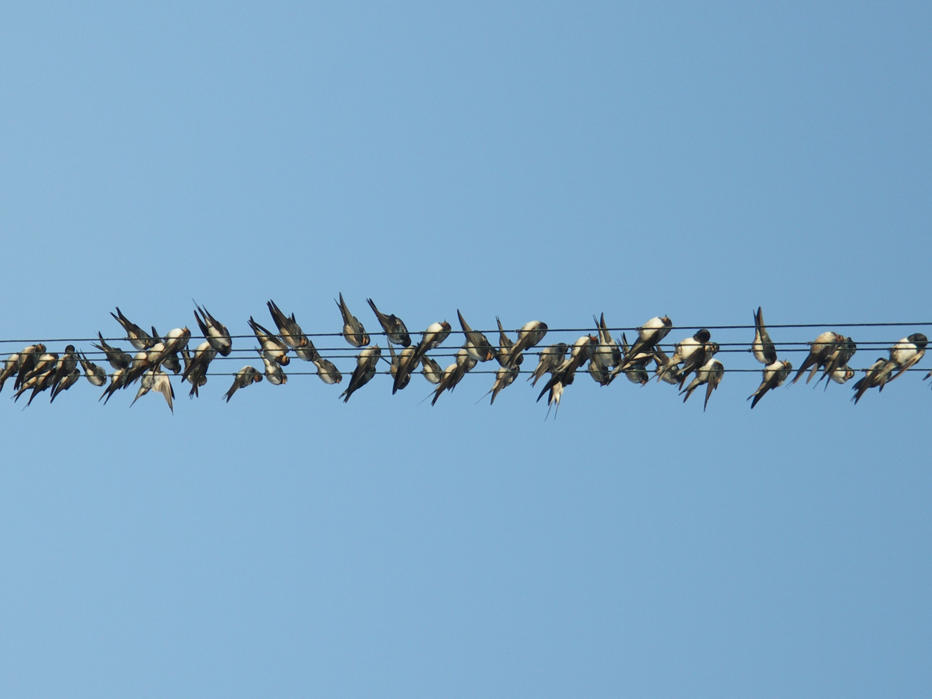Faune,Flore,et Divers.